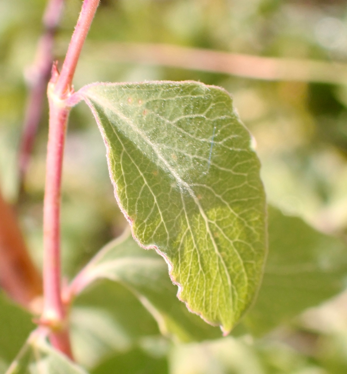 Symphoricarpos rotundifolius var. rotundifolius