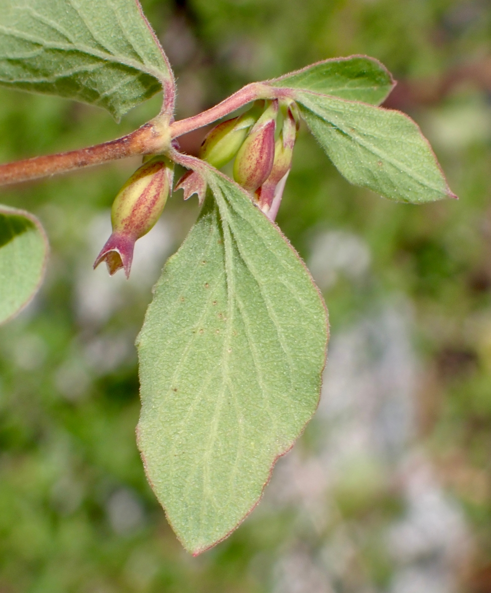 Symphoricarpos rotundifolius var. rotundifolius