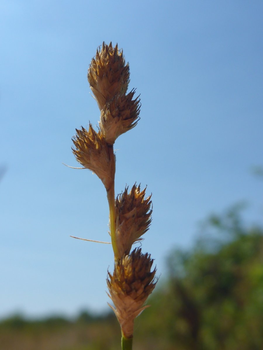 Carex longii