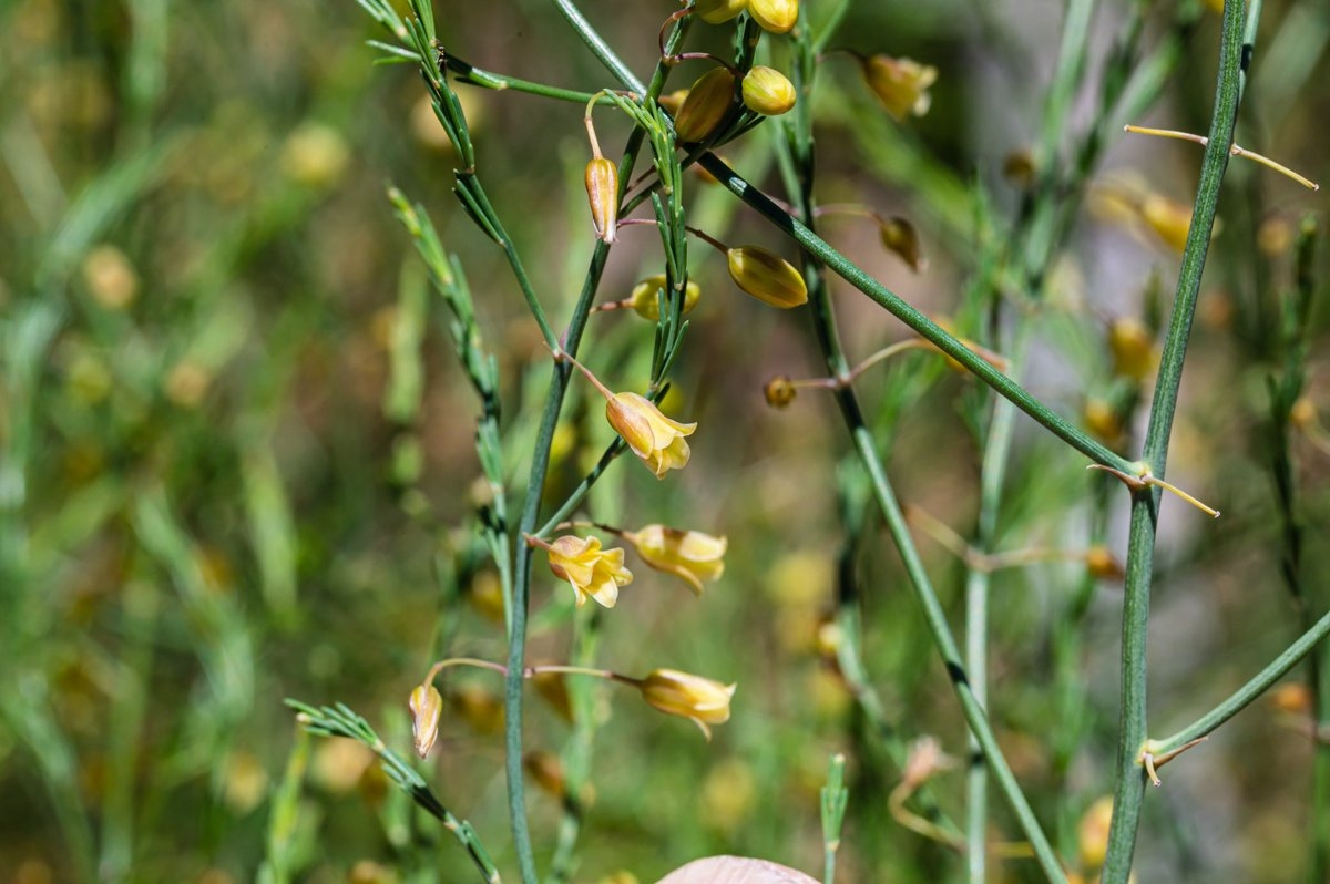 Asparagus officinalis ssp. officinalis