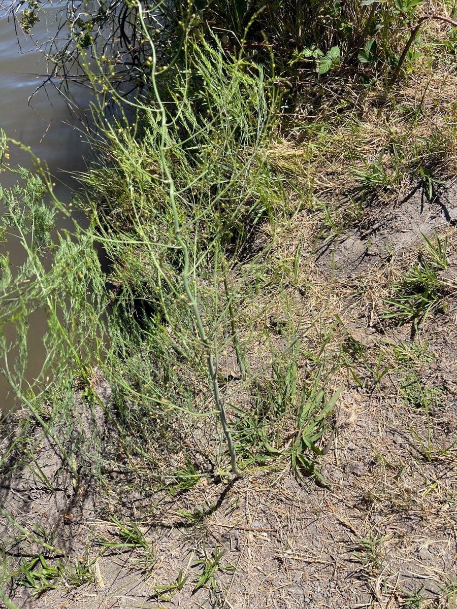 Asparagus officinalis ssp. officinalis