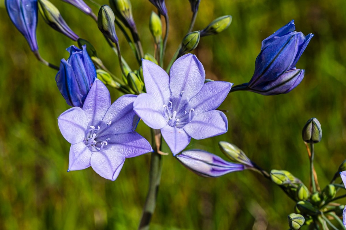 Triteleia laxa