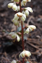 Pyrola picta