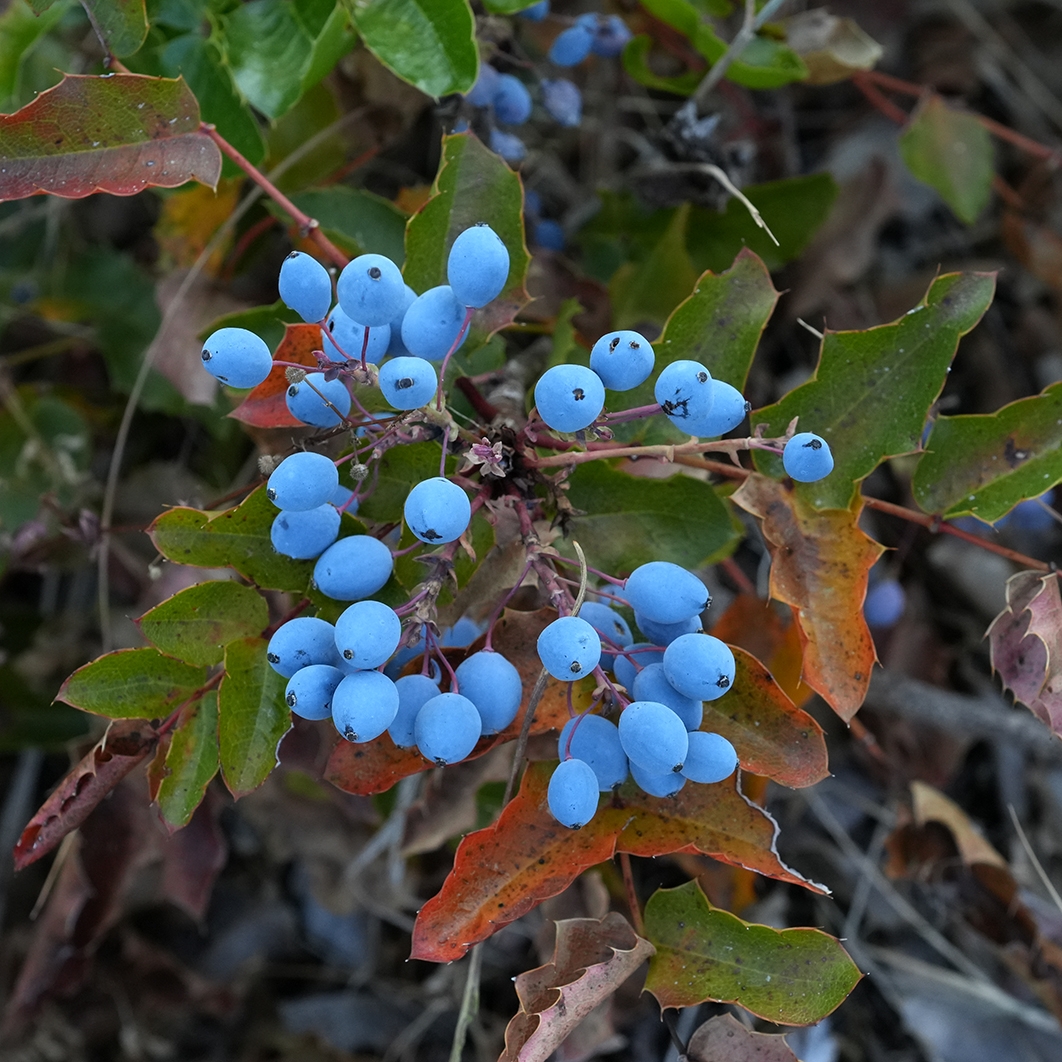 Berberis aquifolium