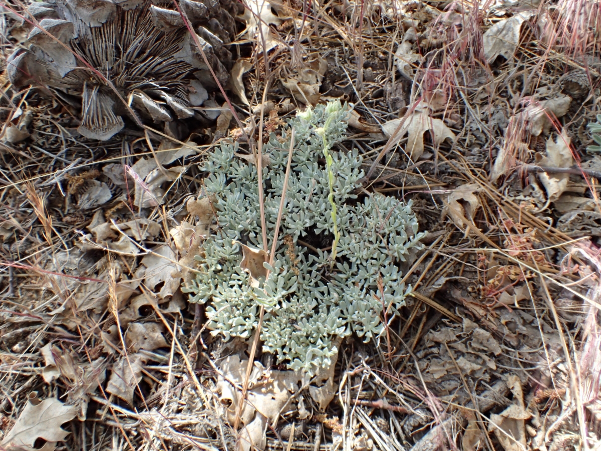 Eriogonum wrightii var. subscaposum