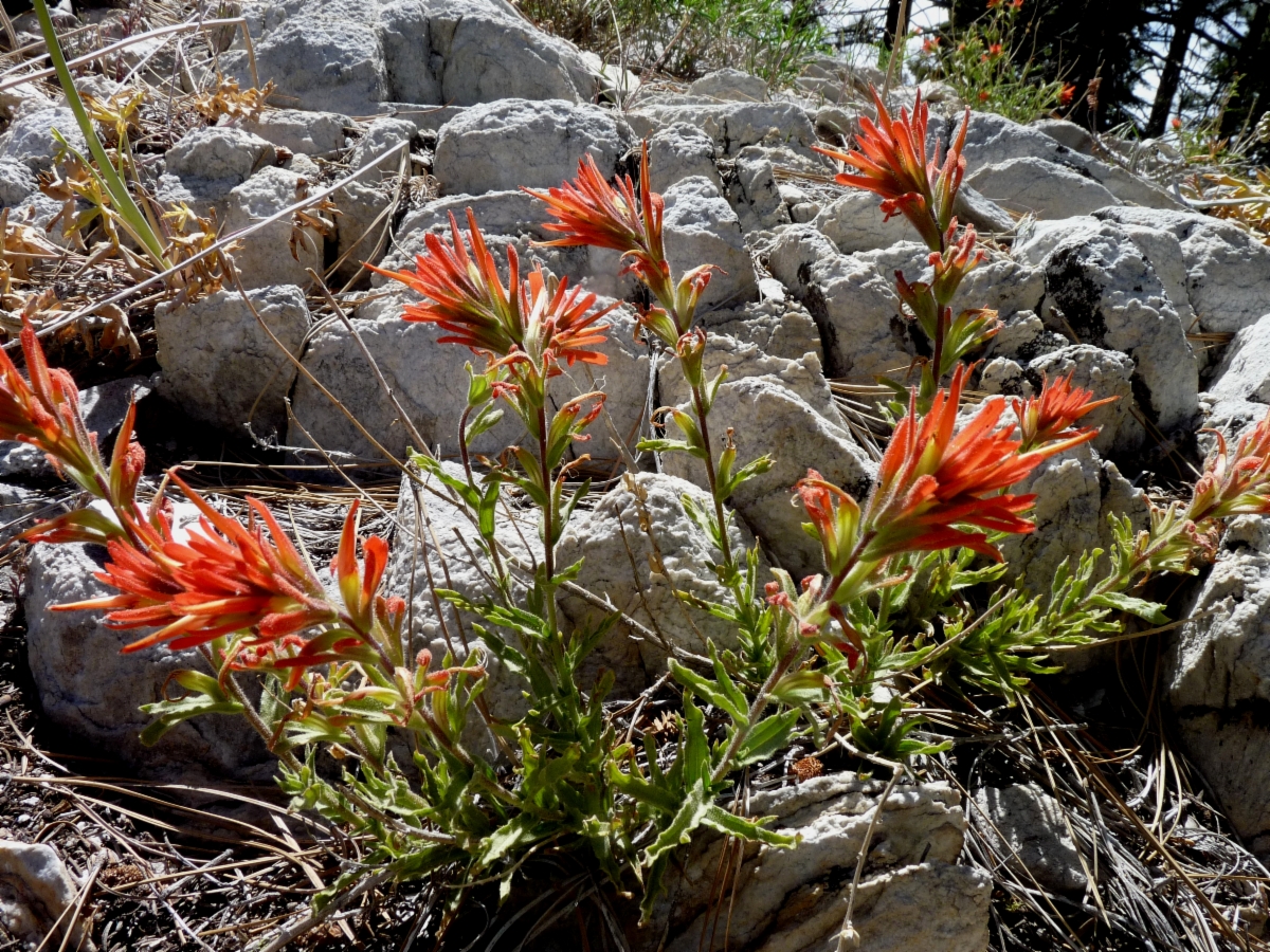 Castilleja applegatei ssp. martinii