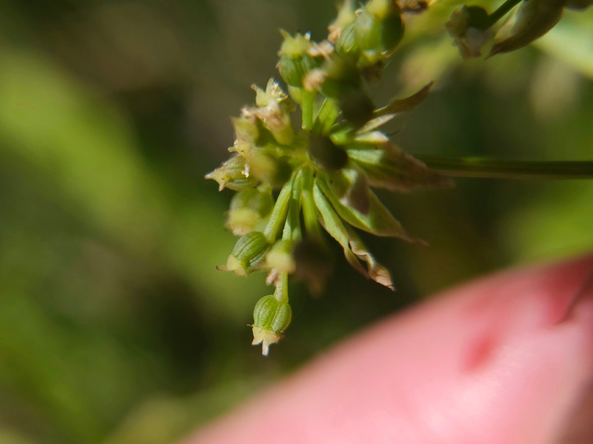 Berula erecta