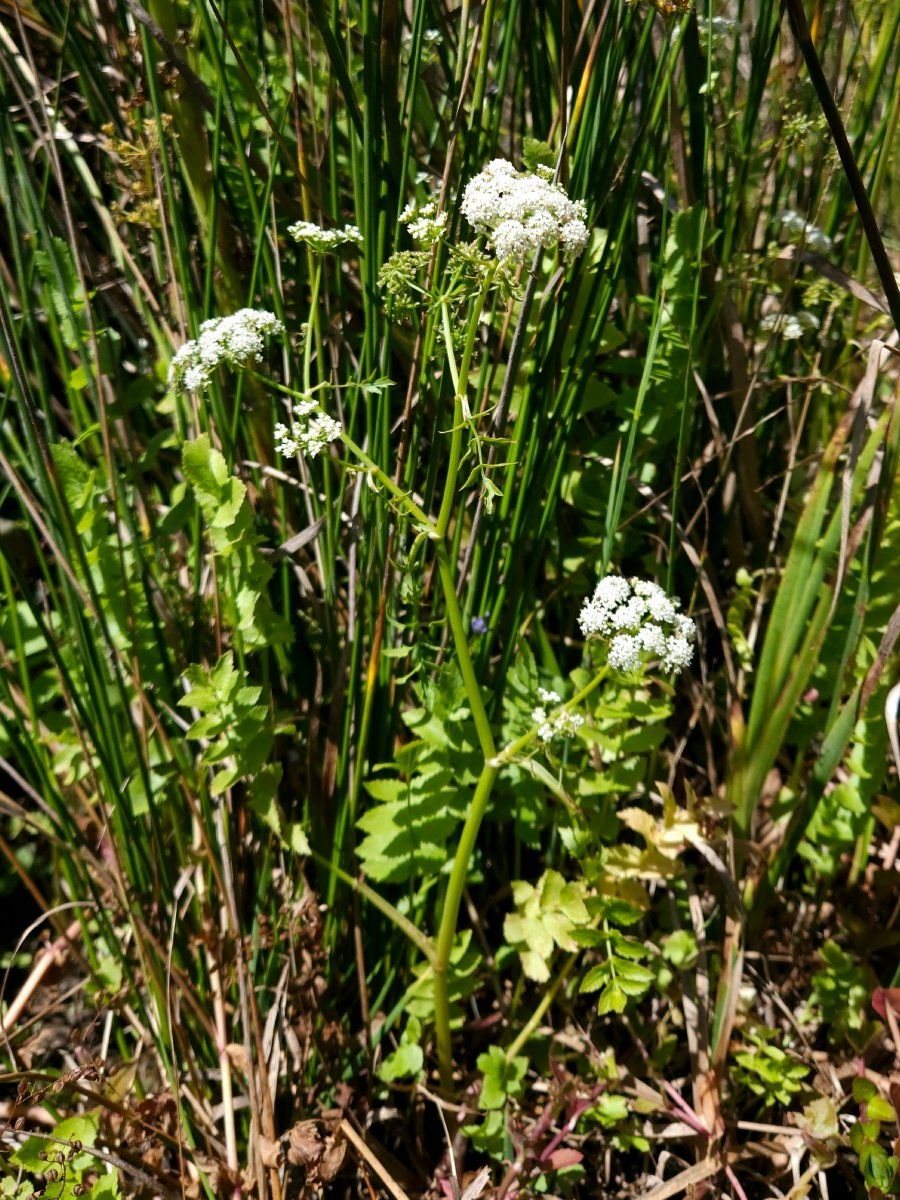 Berula erecta