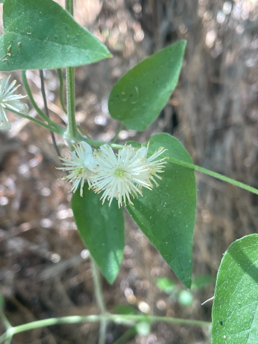 Clematis ligusticifolia