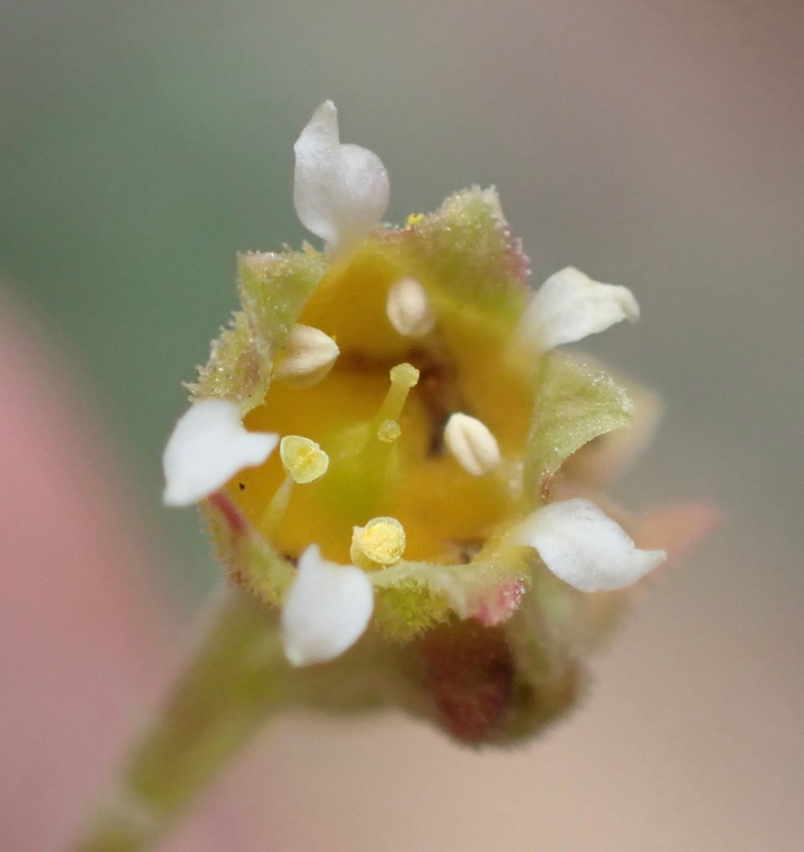 Heuchera parvifolia