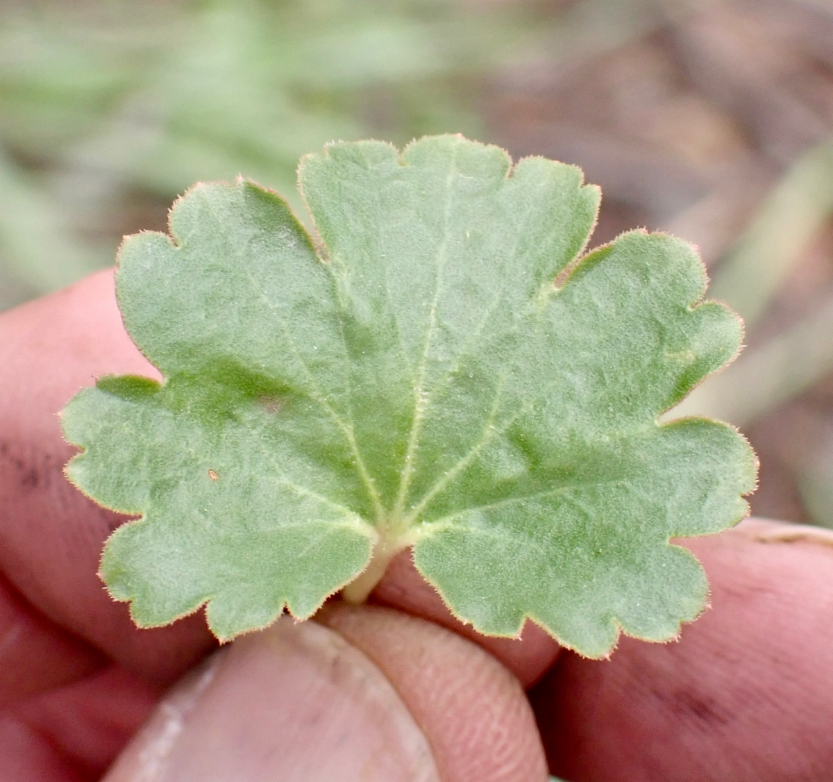 Heuchera parvifolia