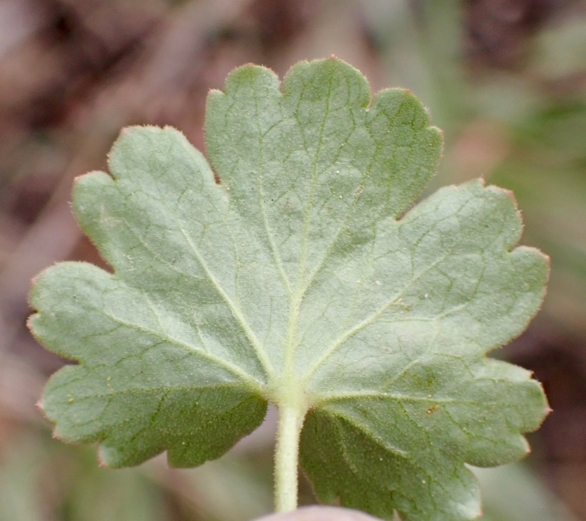 Heuchera parvifolia