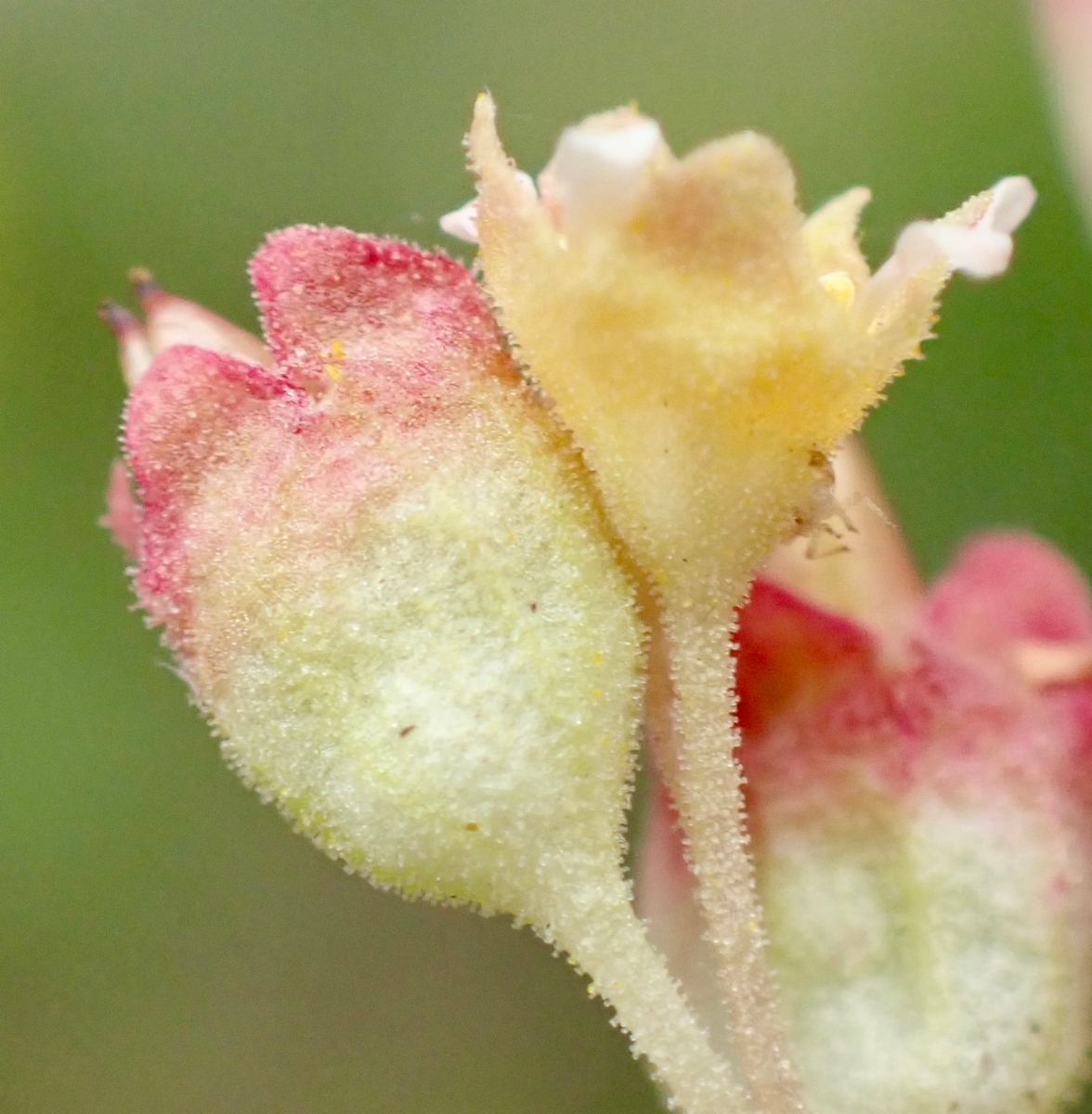 Heuchera parvifolia