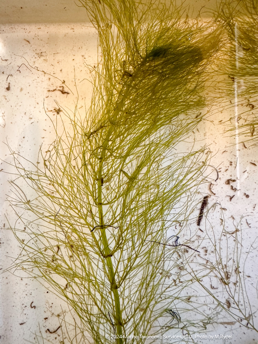 Myriophyllum verticillatum