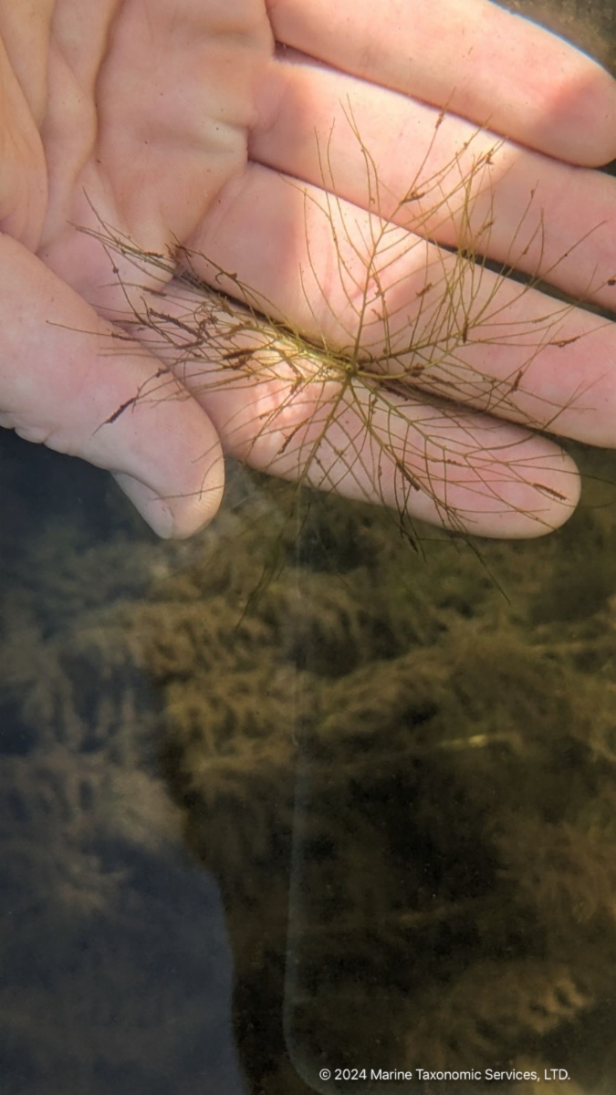 Myriophyllum verticillatum