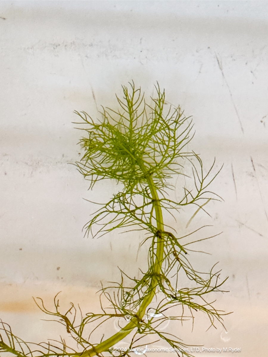 Myriophyllum verticillatum