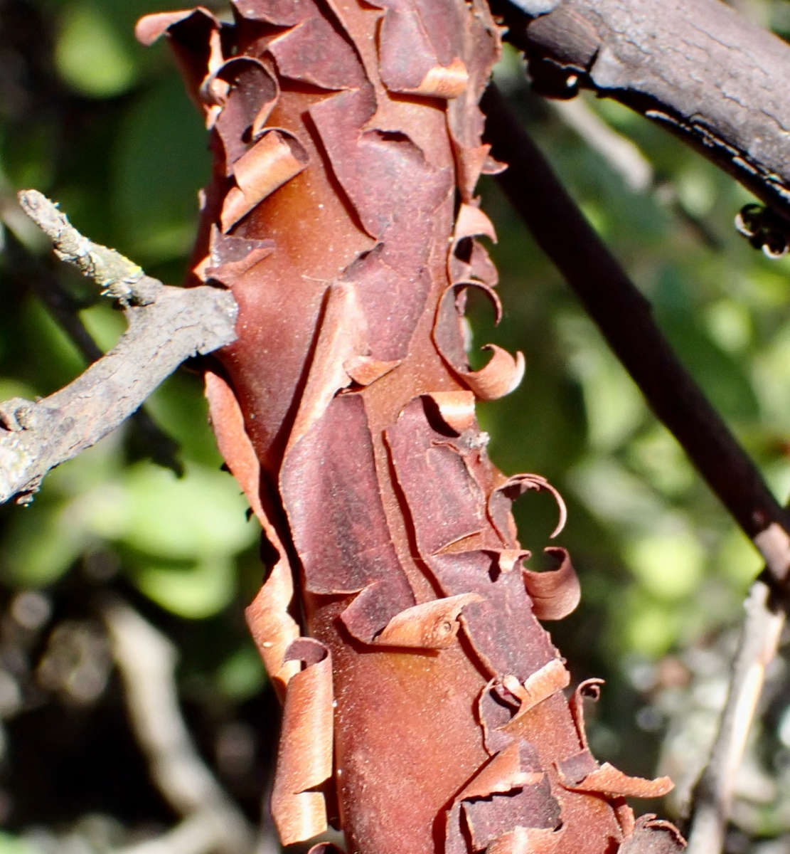 Arctostaphylos crustacea ssp. crustacea