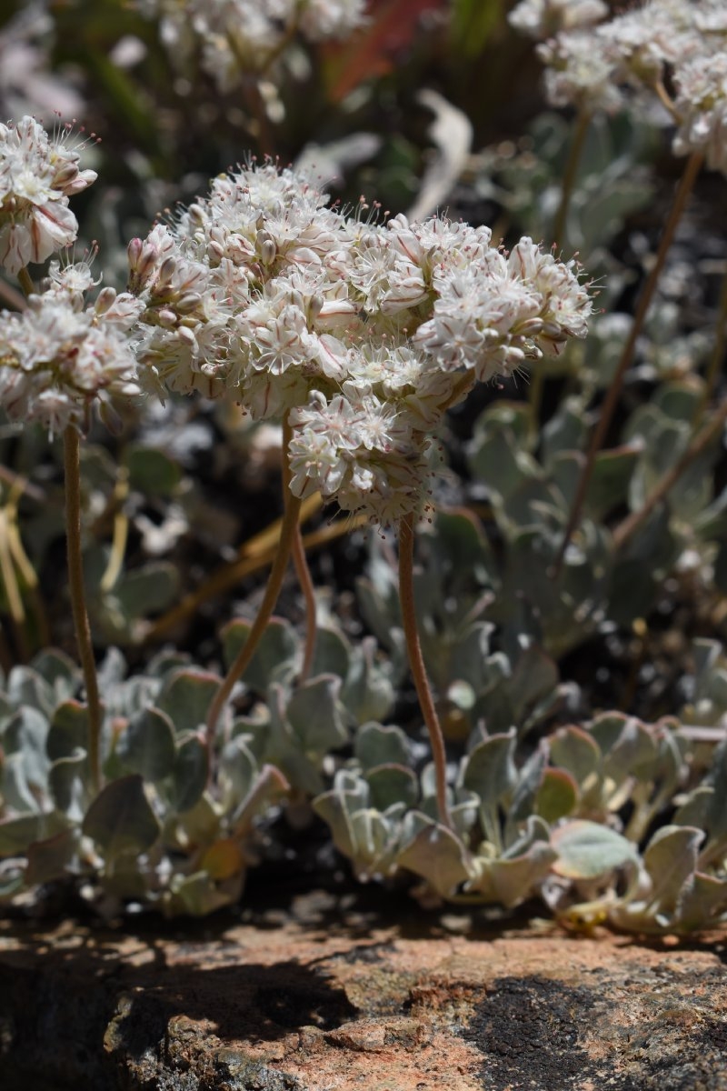 Eriogonum strictum var. proliferum