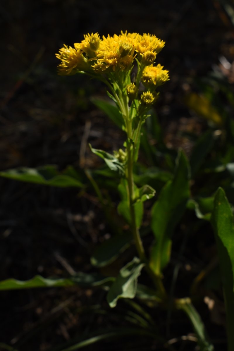 Solidago elongata