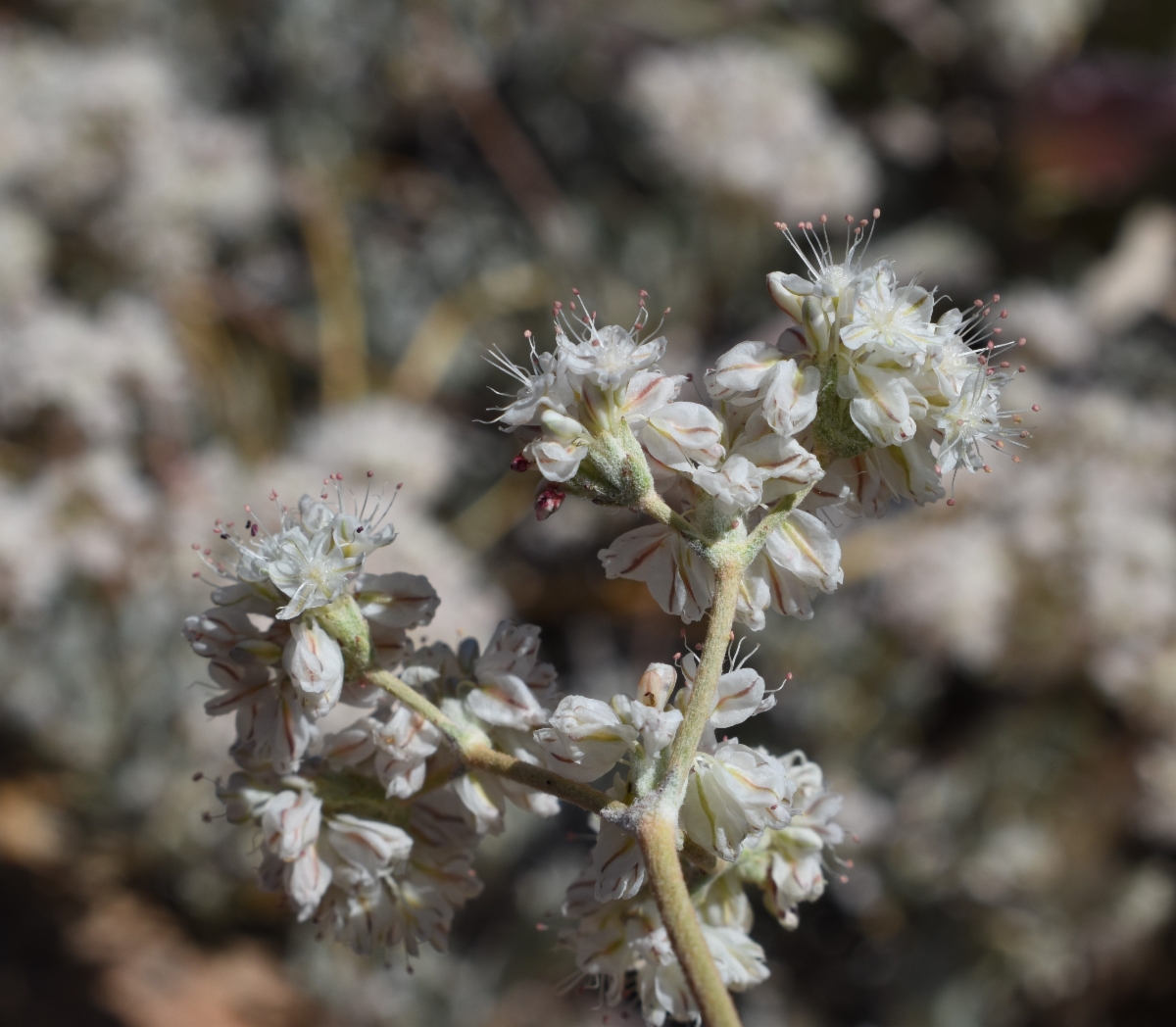 Eriogonum strictum var. proliferum