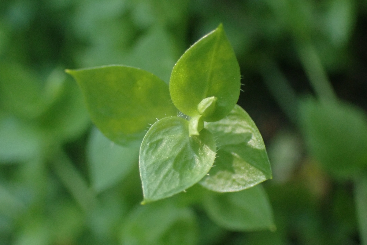 Engellaria obtusa