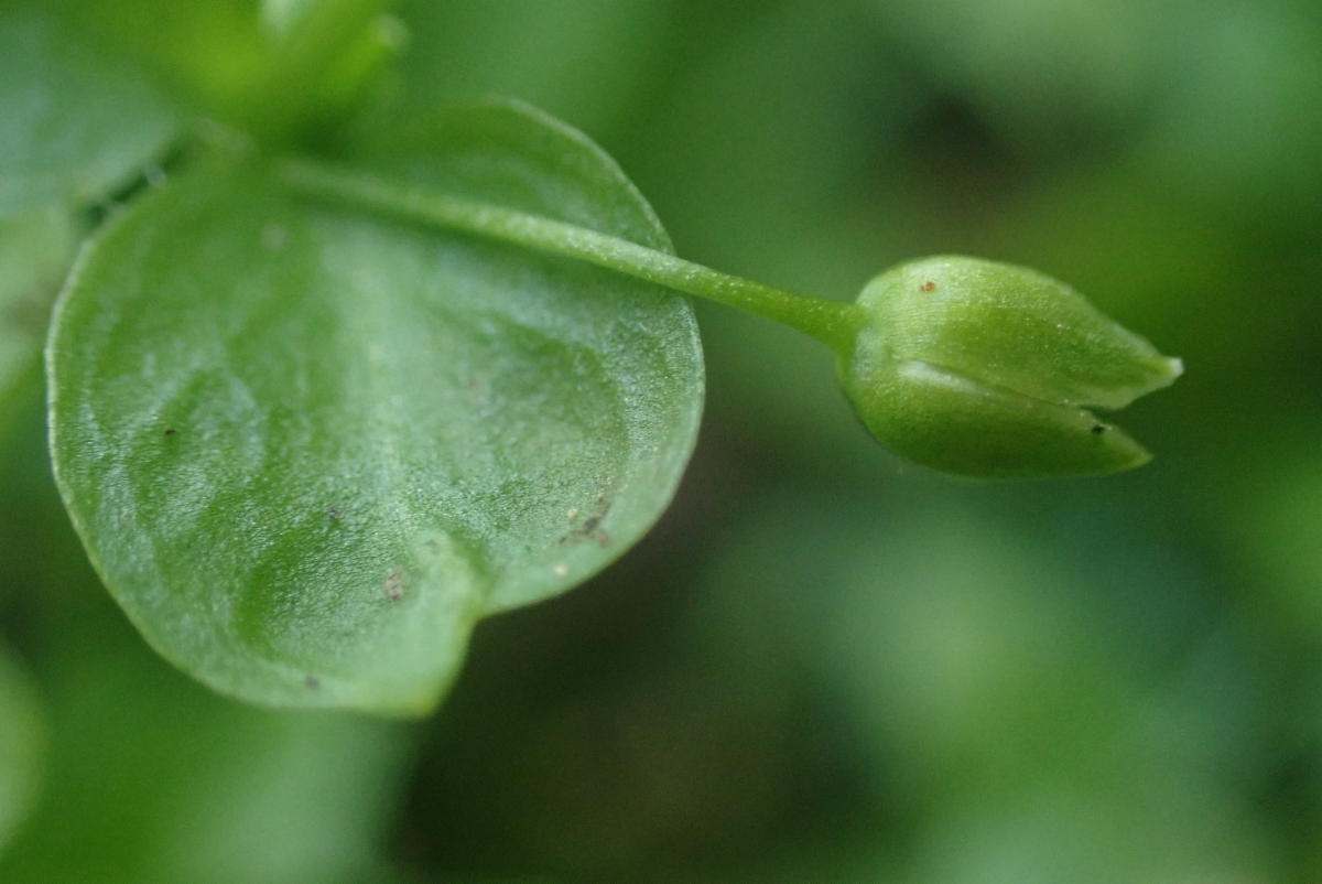 Engellaria obtusa