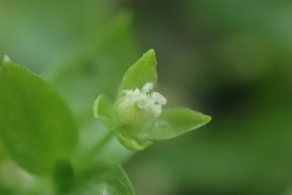 Engellaria obtusa