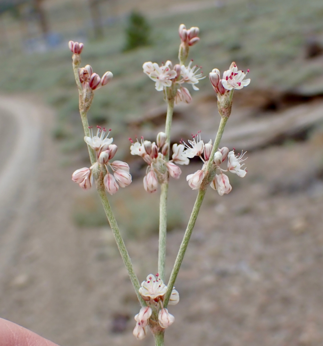 Eriogonum panamintense