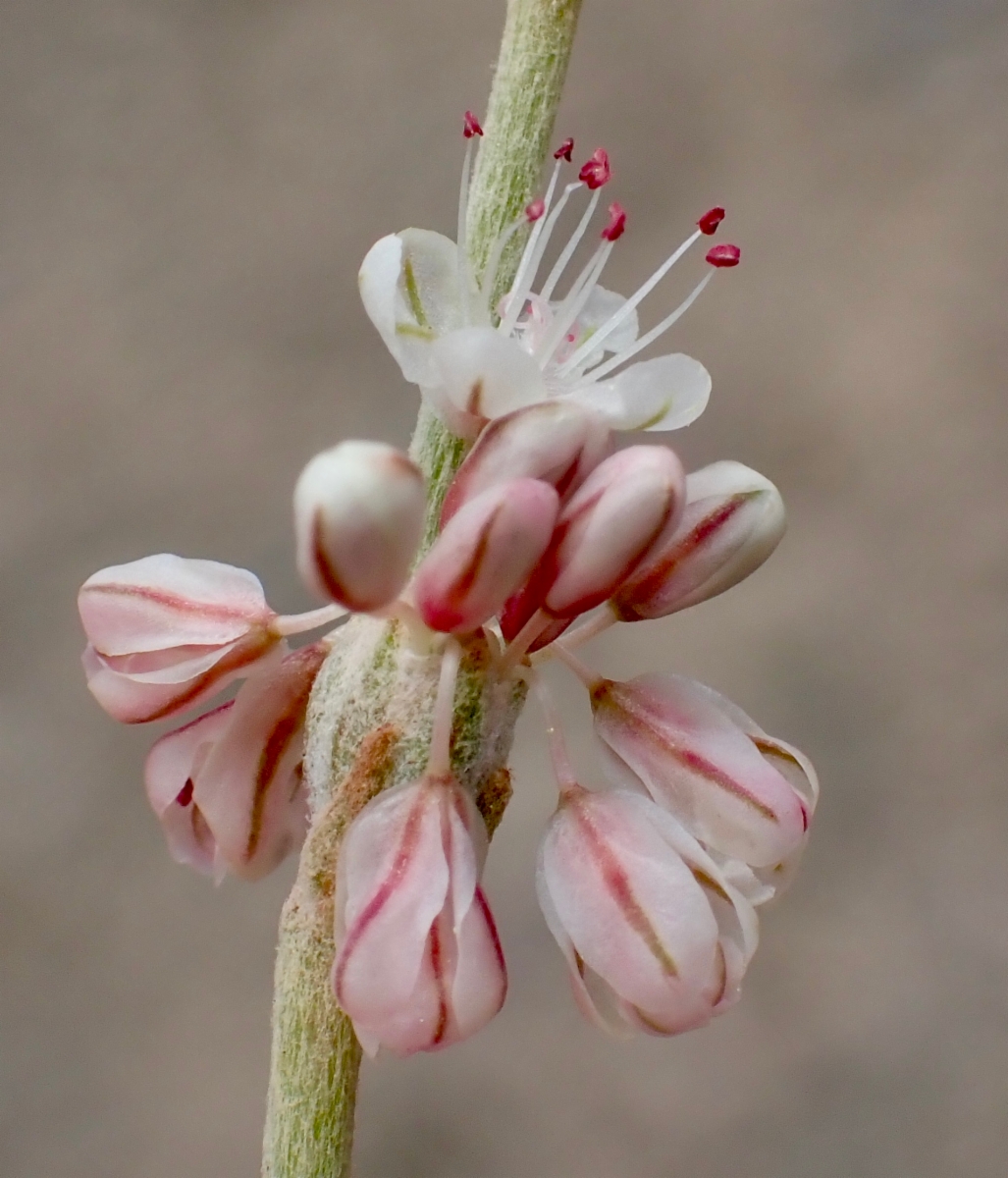 Eriogonum panamintense