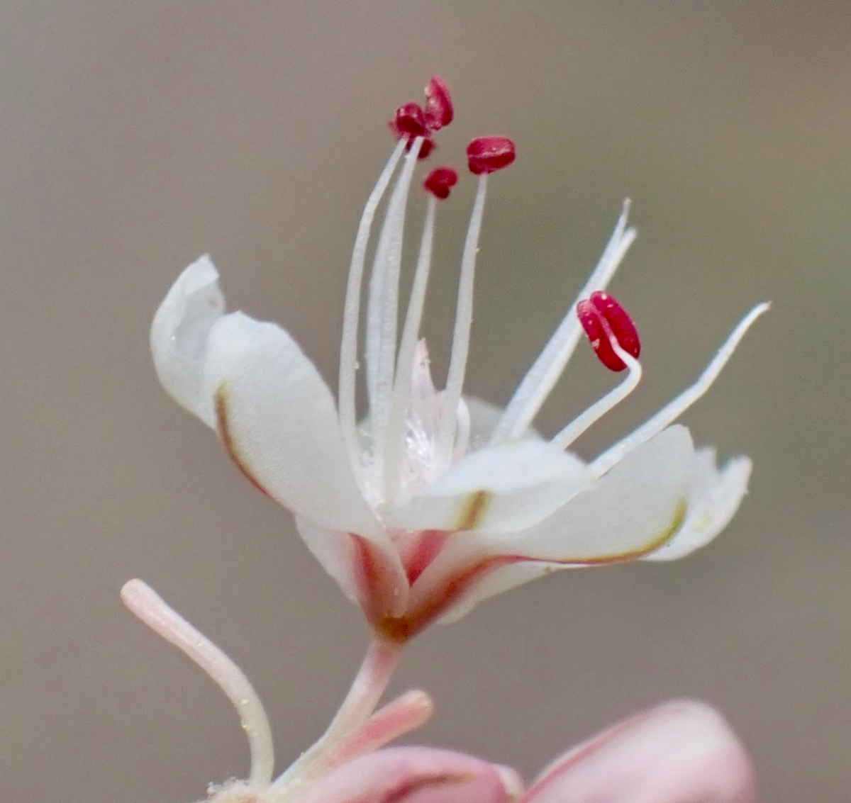 Eriogonum panamintense