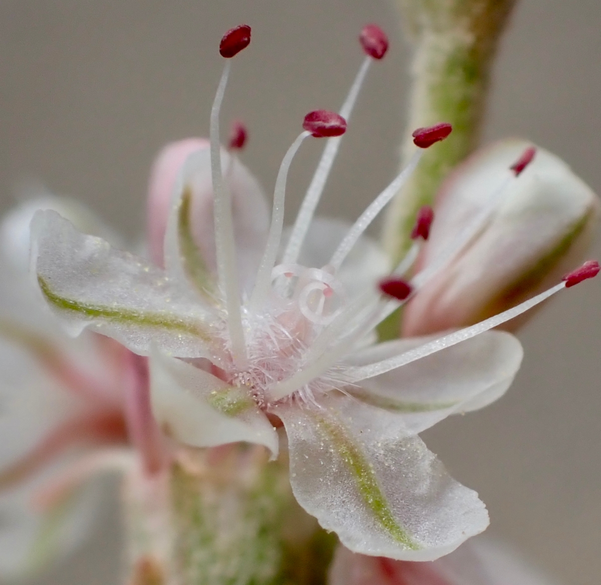 Eriogonum panamintense