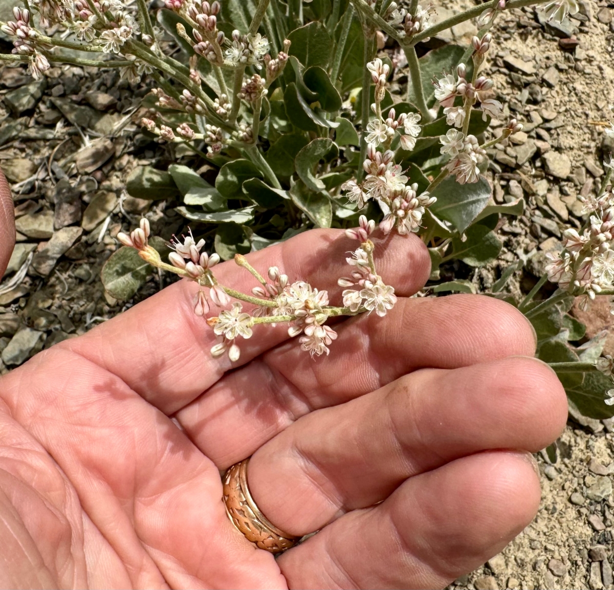 Eriogonum panamintense