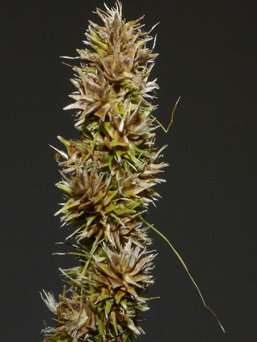 Carex vulpinoidea