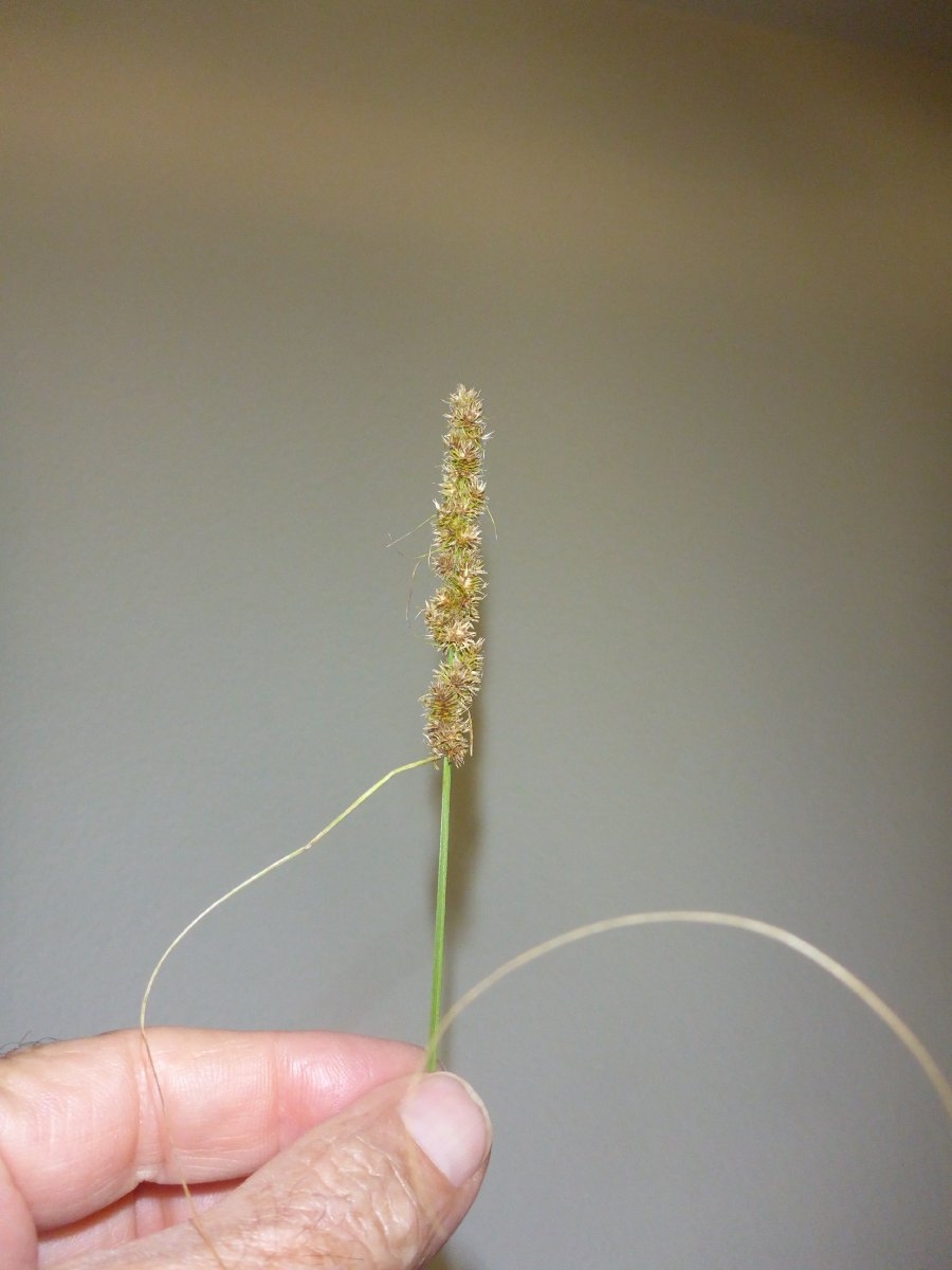 Carex vulpinoidea