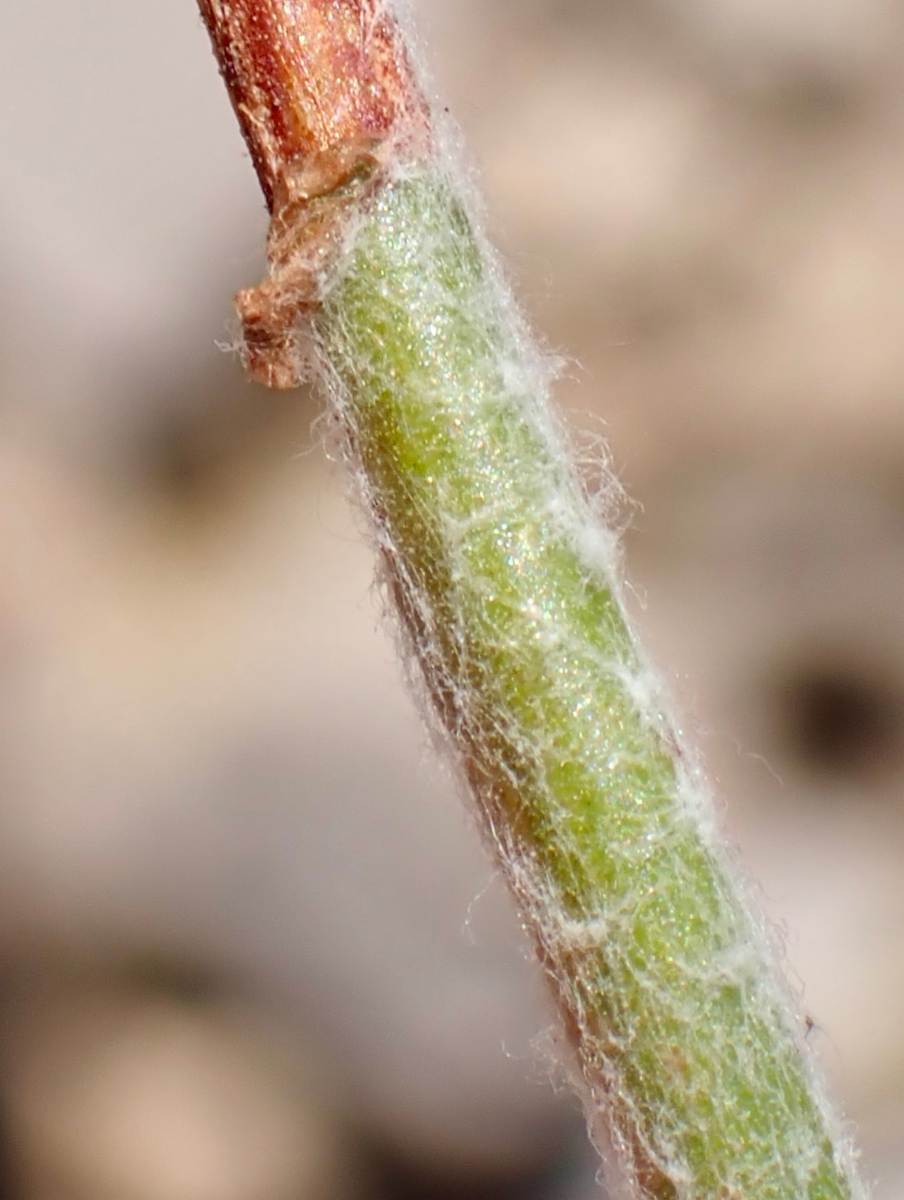 Eriogonum eastwoodianum