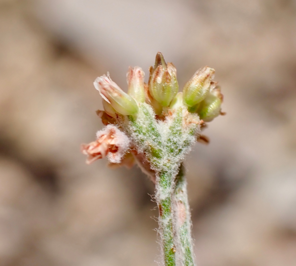 Eriogonum eastwoodianum