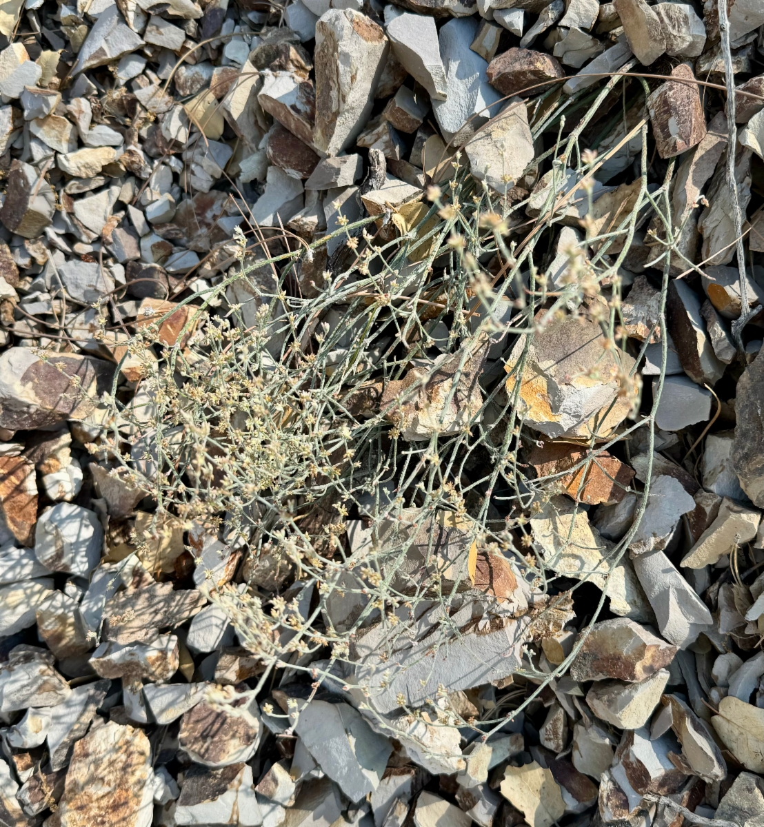 Eriogonum eastwoodianum