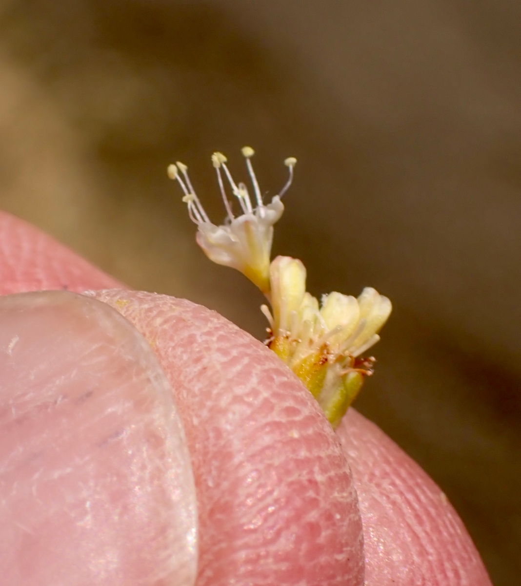 Eriogonum nudum var. indictum