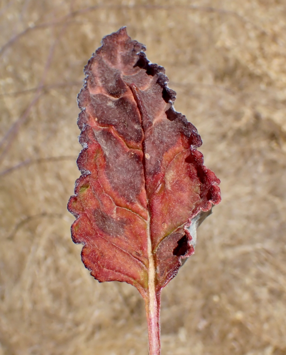 Eriogonum nudum var. indictum