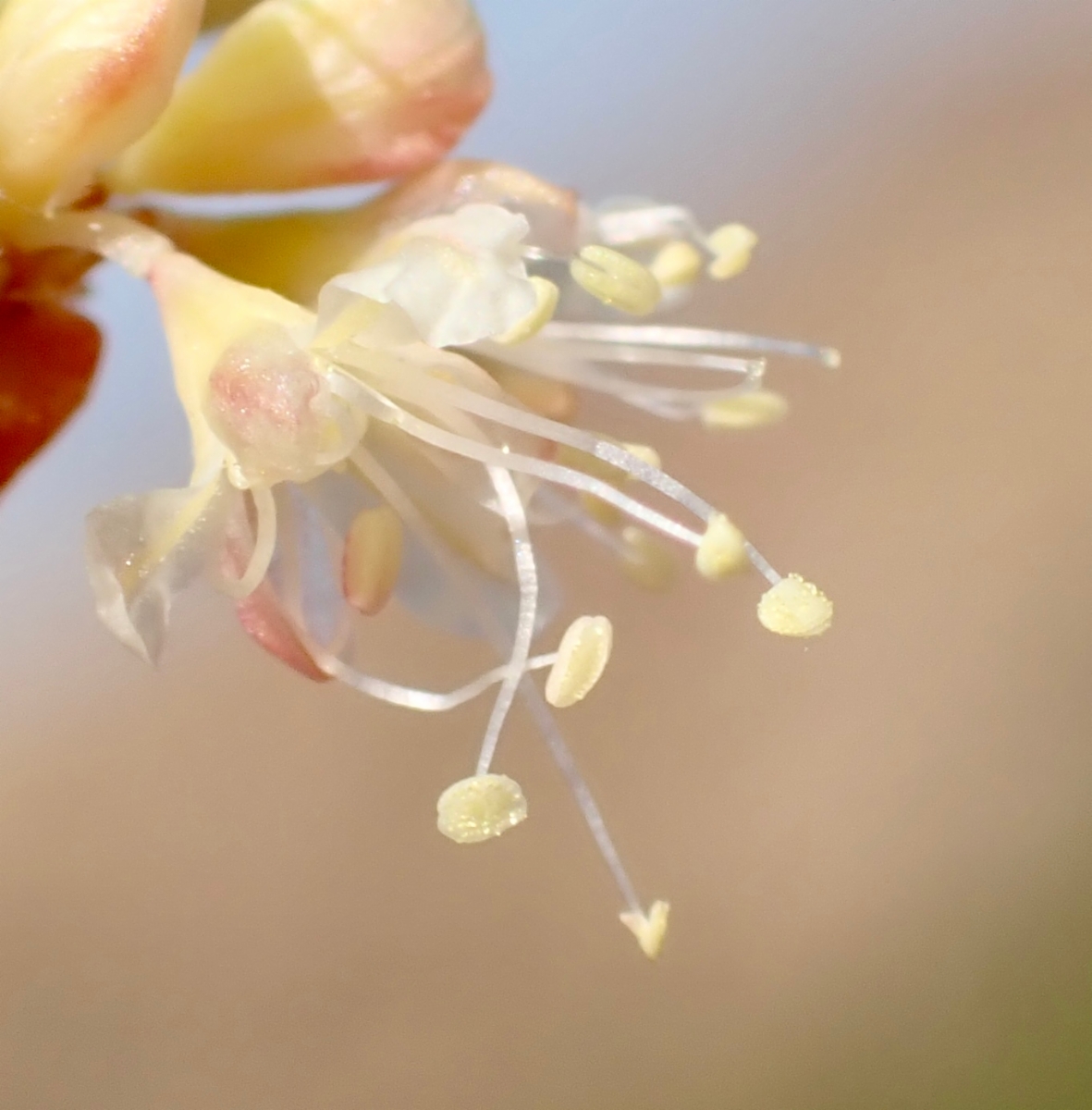 Eriogonum nudum var. indictum