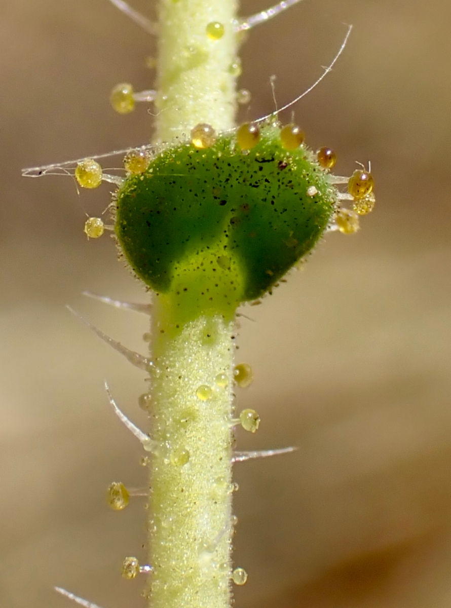 Blepharizonia laxa