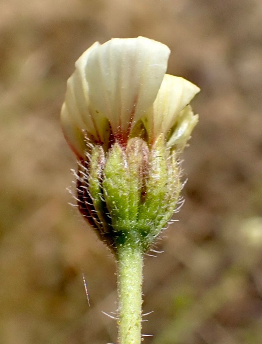 Blepharizonia laxa