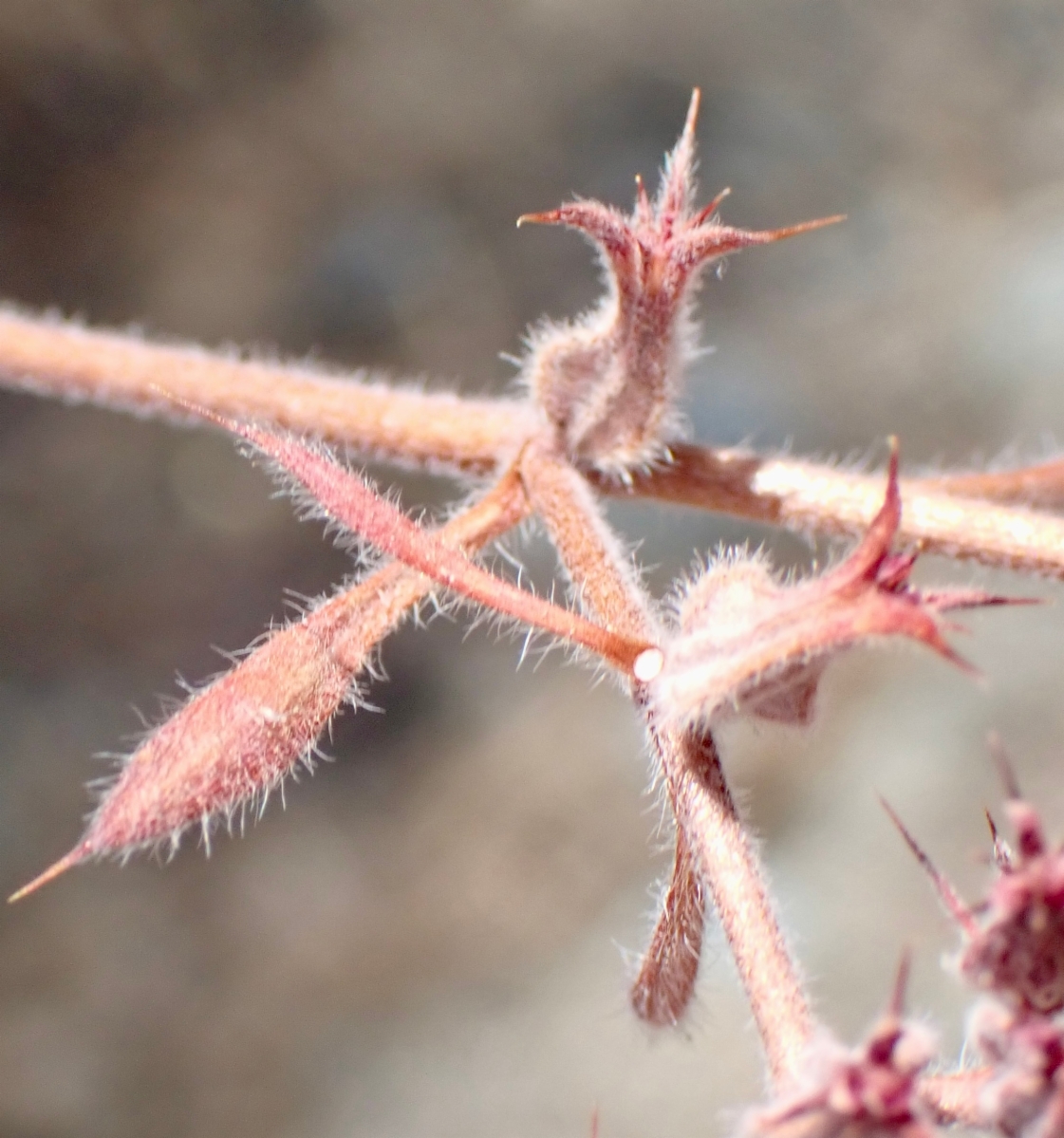 Chorizanthe ventricosa