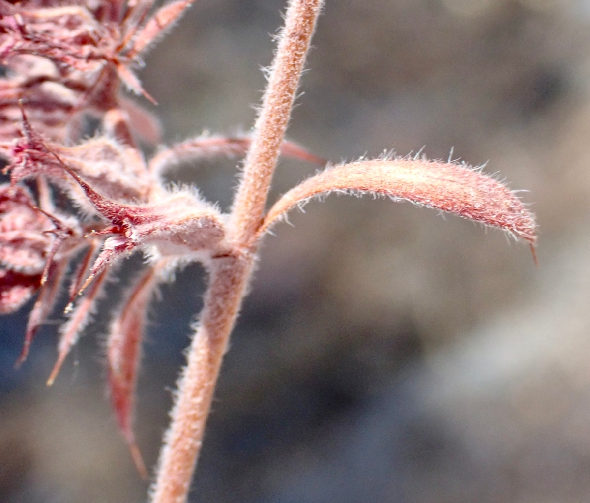 Chorizanthe ventricosa