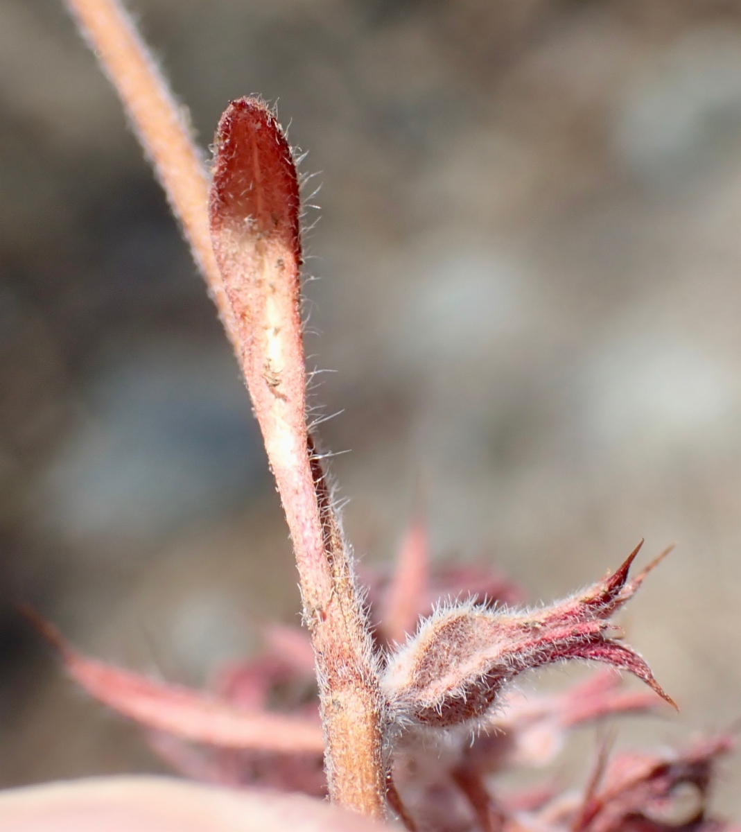 Chorizanthe ventricosa