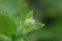 Stellaria obtusa