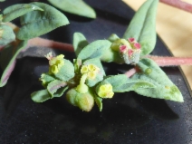 Euphorbia ocellata