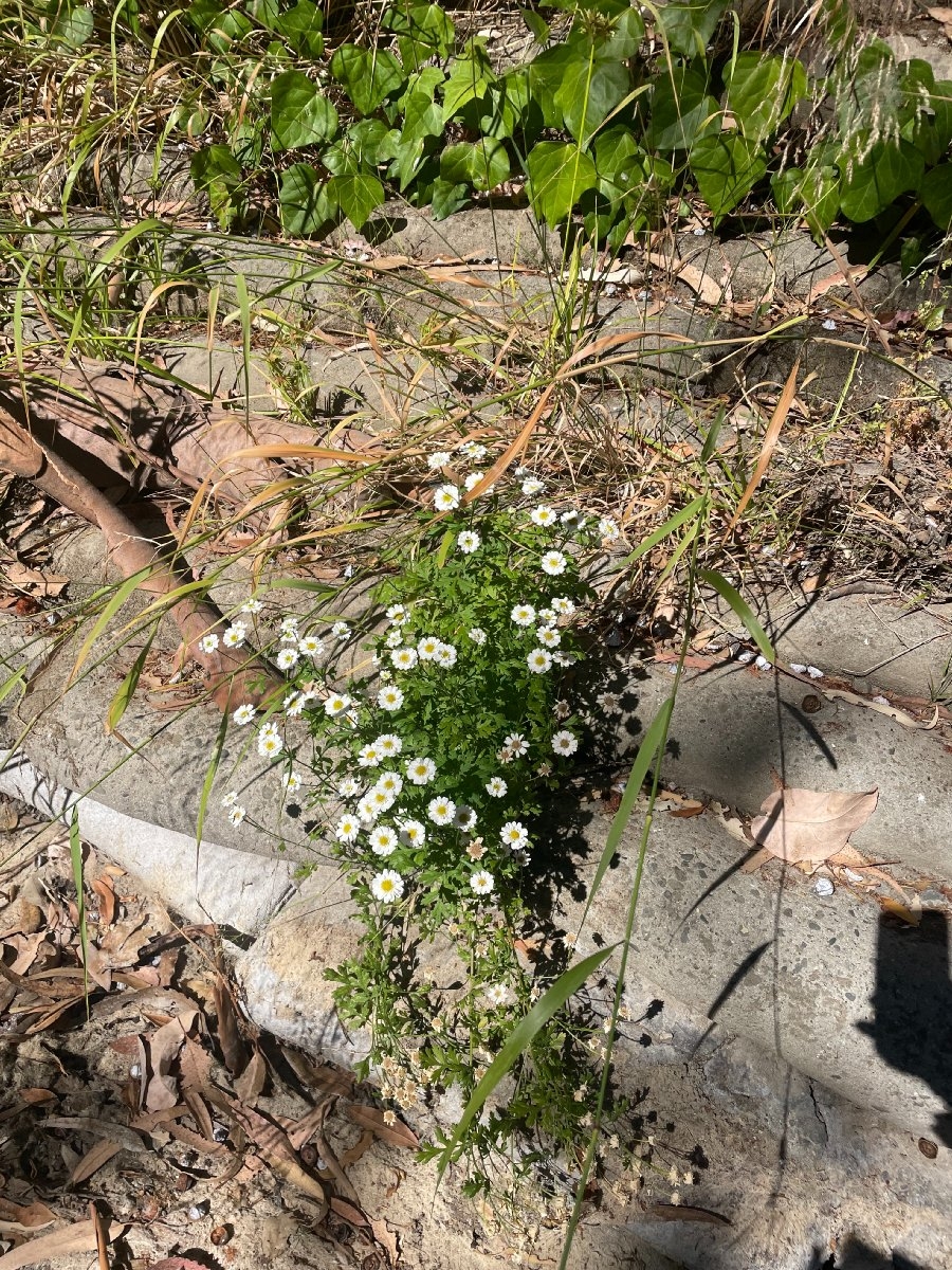 Tanacetum parthenium