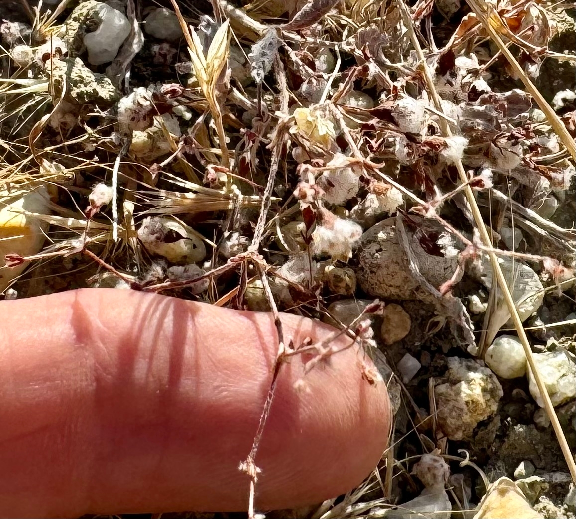 Eriogonum gossypinum