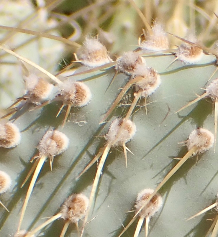 Opuntia basilaris var. treleasei